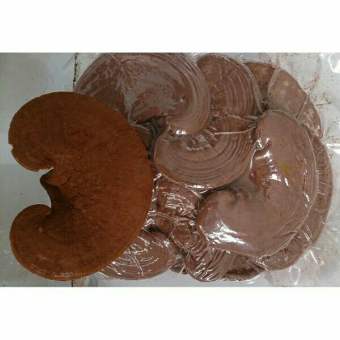 1kg nấm linh chi đỏ