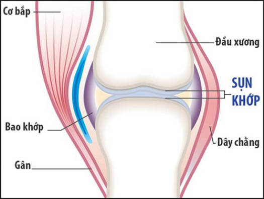 Sụn Vi Cá Mập COSTAR SHARK CARTILAGE