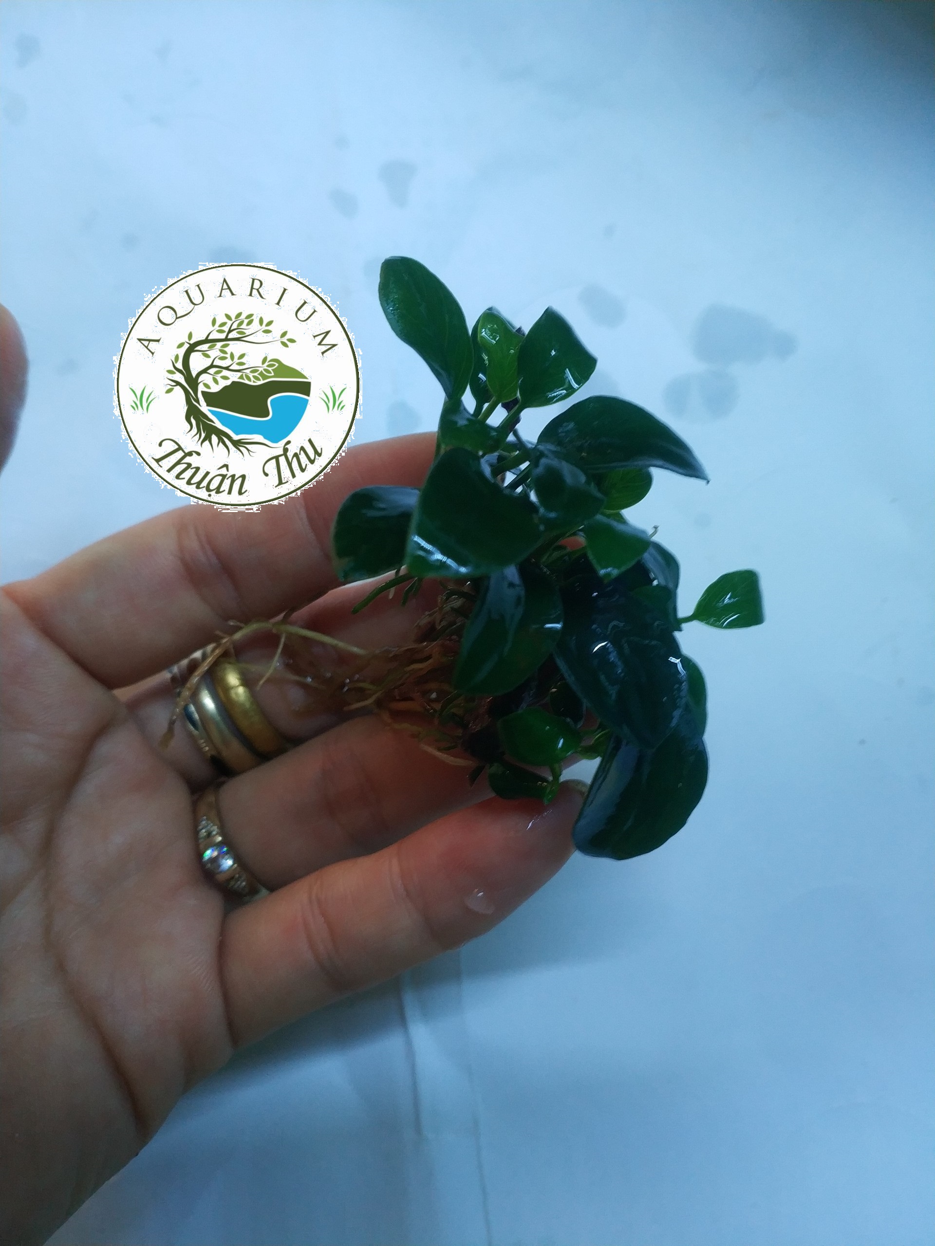 Cây thủy sinh Ráy Nana Petite Nhật