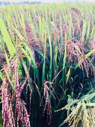 Gạo Lứt Tím Than Hoàng Kim bao 5kg, gạo mềm dẻo không cần ngâm, tốt cho người ăn kiêng, người tiểu đường, thực dưỡng,eatclean, heathy,