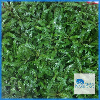 Liễu răng cưa (1 ngọn) - Liễu ấn độ - Cây thủy sinh trung cảnh