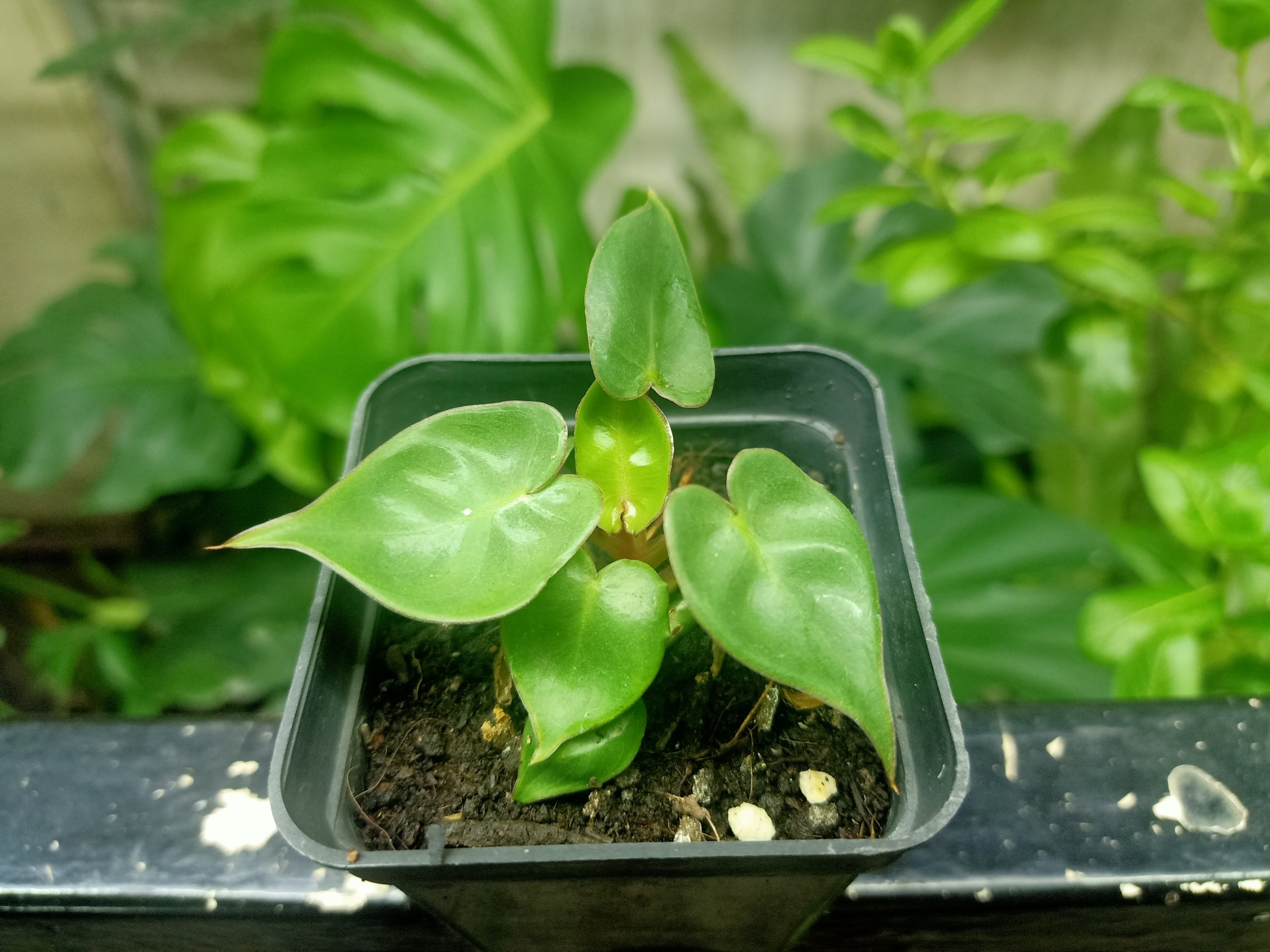 Hạc Cam (Philodendron Billitae)