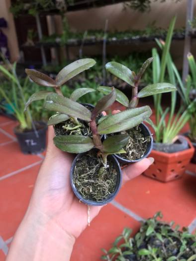 Phi Điệp 5 Cánh Trắng Võ Tòng hàng giống