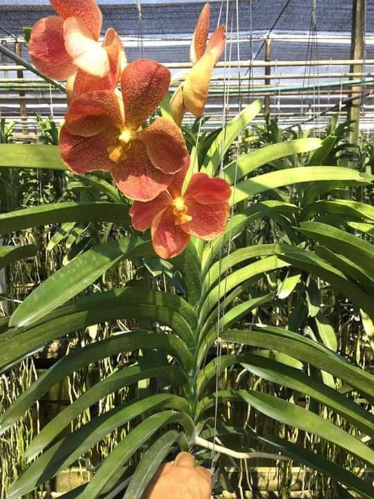 Lan rừng vanda 3 cây 35k,hàng rừng - hoa tháng 4
