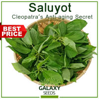 ″GalaxySeeds″ Value Pack - Saluyot Seeds for Planting Vegetable Plants (50 Seed) Including Fertilizer - Jute Sulit Pack
