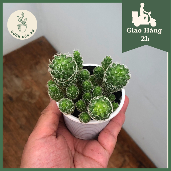Cây Xương Rồng Trứng Chim , cây phong thủy mini để bàn, trang trí nội thất văn phòng, cây trồng trong nhà, Vườn Của An