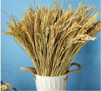 Bông lúa khô trang trí 1 bó 50 nhánh hạt lúa nguyên thủy GG123