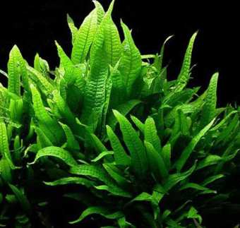 Cây Dương Xỉ Java Mini (Microsorum java) | Cây Thuỷ Sinh Dễ Đẹp - Cực Dễ Chăm - Không Cần CO2