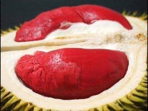 Cây giống sầu riêng ruột đỏ