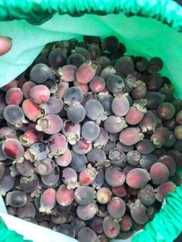 Quả sim rừng hà tĩnh ( khô 1kg)