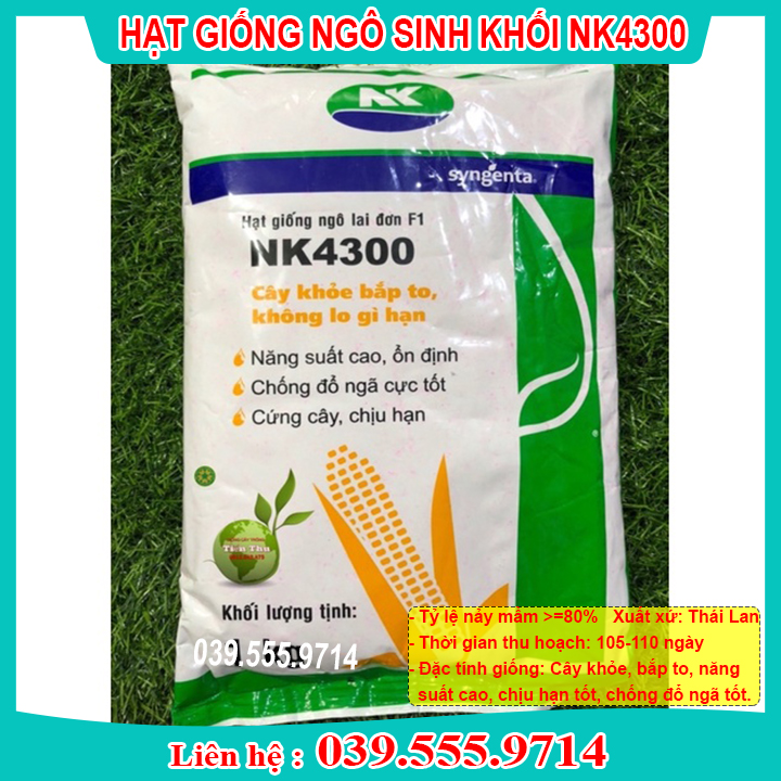 Hạt Giống Sinh Khối NK4300 (1kg )- Bắp To, Giống khỏe, Năng Suất Cao, Trồng Quanh năm