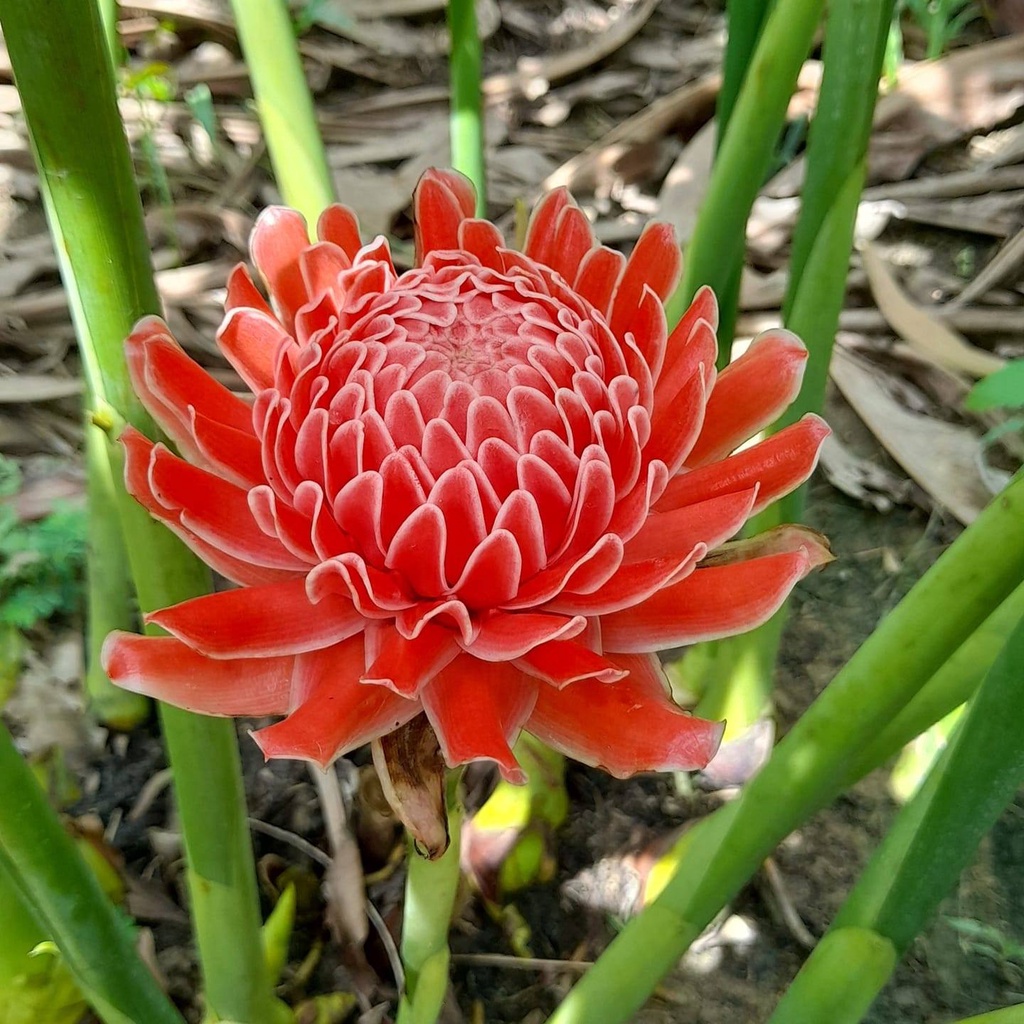 Củ giống sen đa lộc