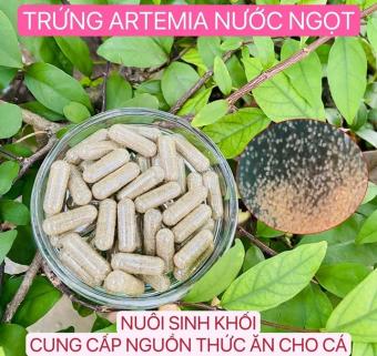 Con Giống Bobo Thái Lan - Trứng Artemia Nước Ngọt  - Tảo Bột Nuôi Artemia, Bobo