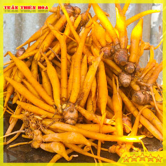 CỦ NGÃI BÚN TƯƠI CHÂU ĐỐC DÙNG TRONG NẤU BÚN MẮM, LẨU MẮM