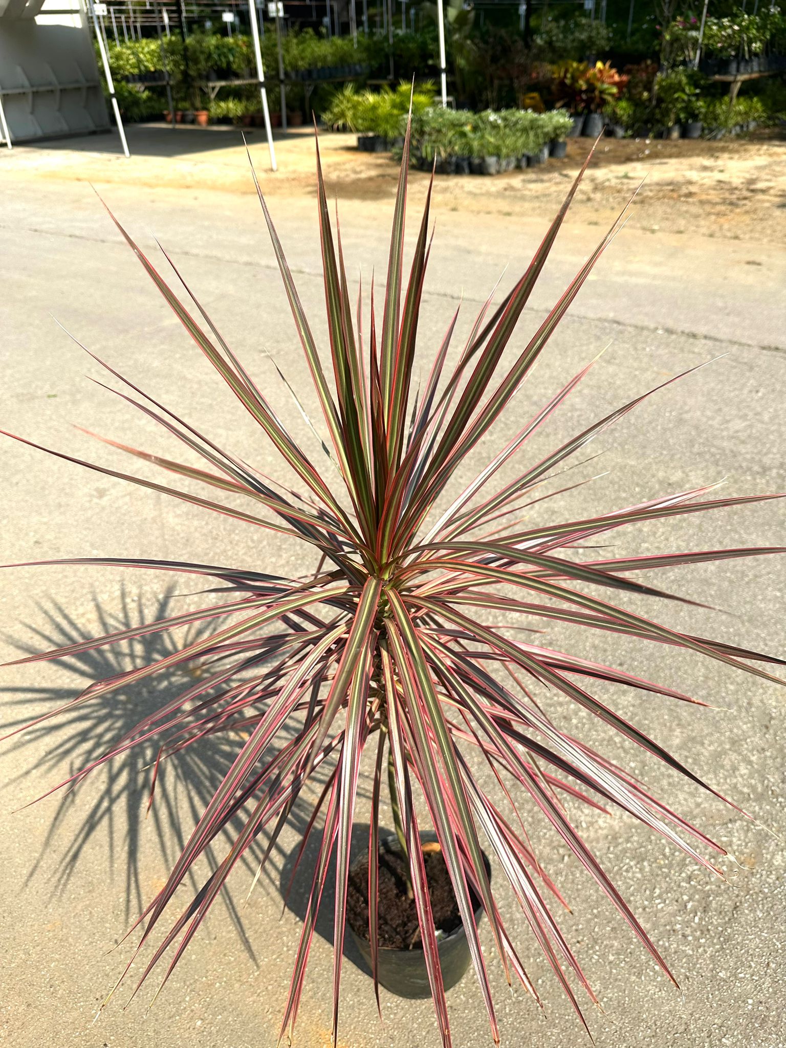 Dracaena Marginata Dragon Tree Indoor Plant - Low Maintenance & Easy Care |  Lazada Singapore