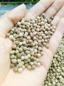 1kg Tiêu sọ tiêu trắng daklak nguyên chất nhà làm thơm cay hạt chín đều