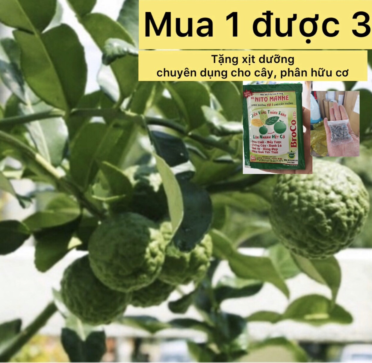 Cây chúc cây trúc, hấp gà, cây ăn quả, ăn lá.