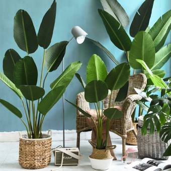 Cây chuối cảnh giả lá xẻ 180cm