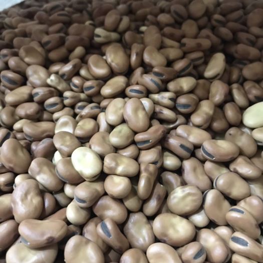 Hạt đậu tằm Úc( đậu răng ngựa- FABA BEAN) 1kg