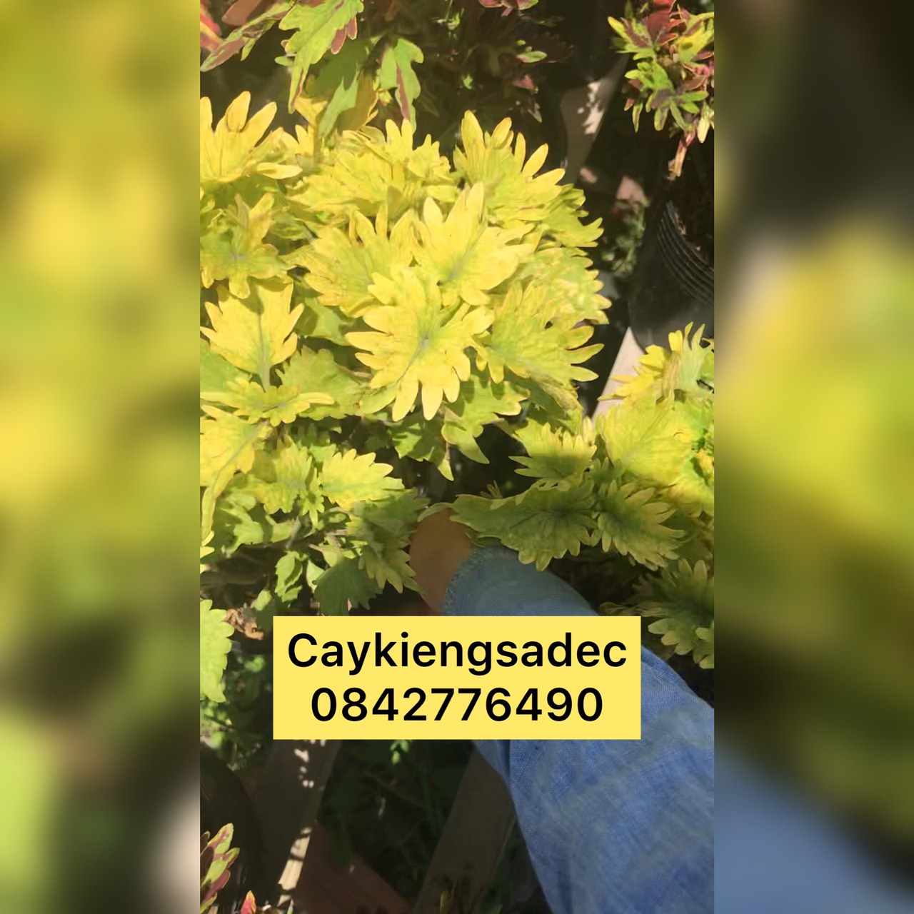 caykiengsadec - Gấm màu chậu nhỏ xinh+ tặng phân bón cho cây