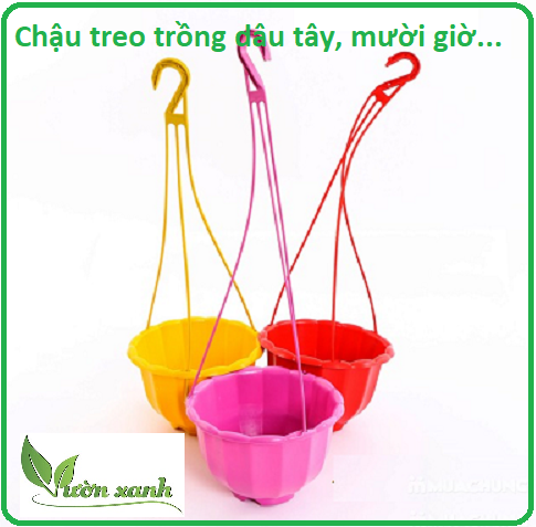 Chậu treo đường kính 20 cm trồng dâu tây, mười giờ , trầu bà,.... trang trí văn phòng, quán ăn