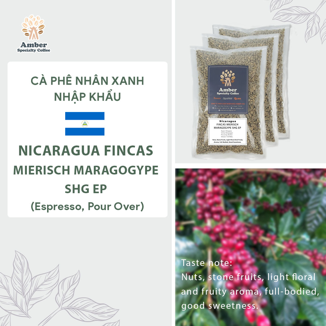 Cà Phê Nhân xanh Nicaragua Fincas Mierisch Maragogype SHG EP - 1kg | Amber Specialty Coffee