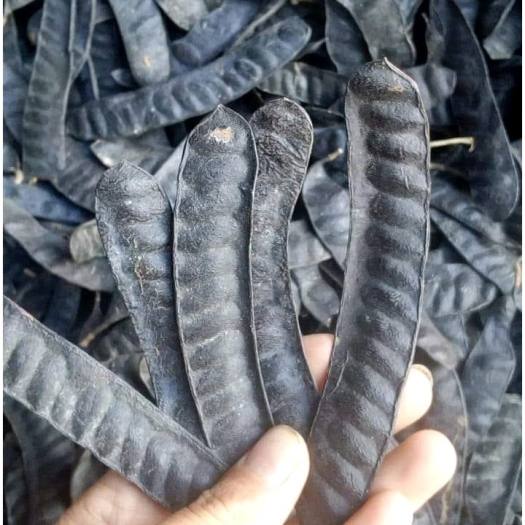 Quả Bồ Kết - Linh Dược Quý Hiếm của Thiên Nhiên Quả Bồ Kết - Linh Dược Quý Hiếm của Thiên Nhiên