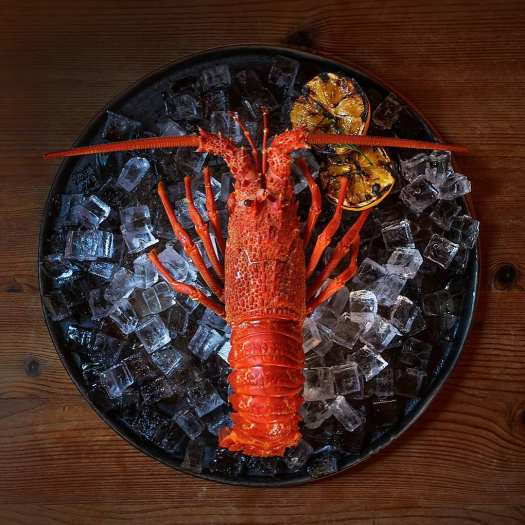 Tôm Hùm Đá Nam Úc loại 0.8-1 kg