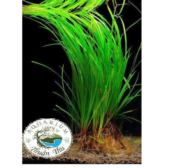 Cỏ narong - Cây thủy sinh hậu cảnh đẹp