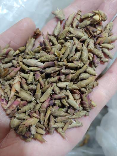 100g Trà rồng đỏ. trà rừng núi cao Hoàng Su Phì. Cực kì thơm dịu. Vị ...