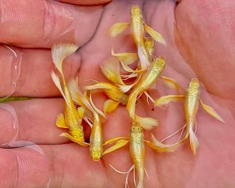 full gold ripbon ((MUA 5 TẶNG 1)) guppy- bảy màu-  trang trí hồ