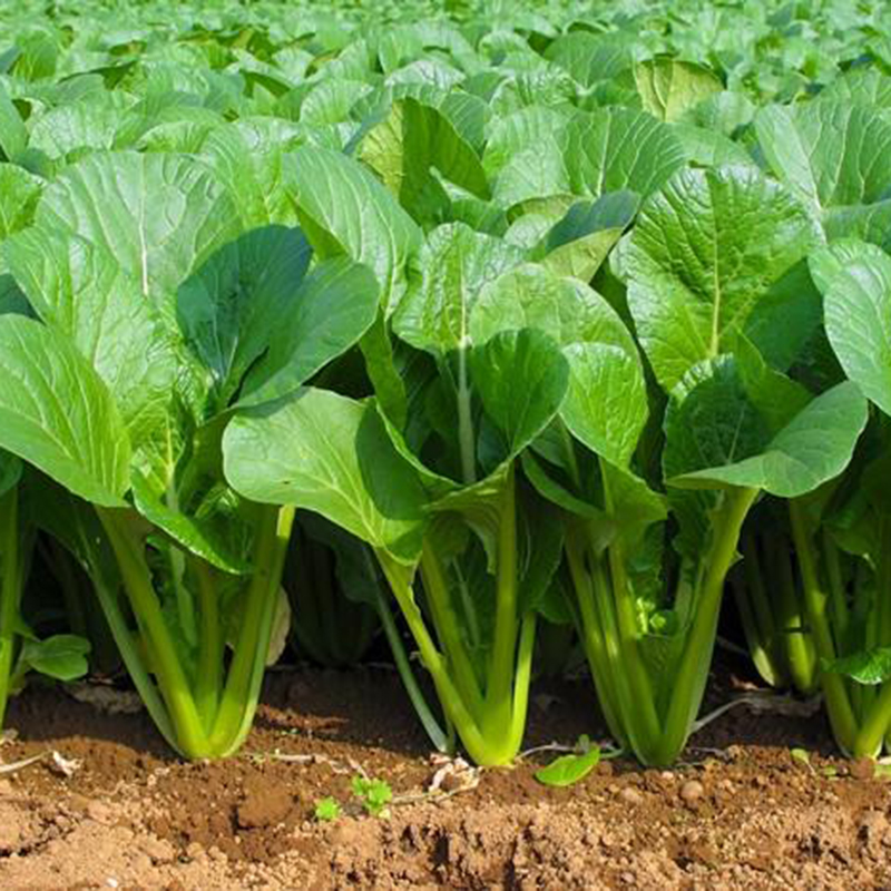 Hạt giống cải ngọt cao sản nẩy mầm nhanh thu hoach nhanh giống mới nặng kg - gói 20gram