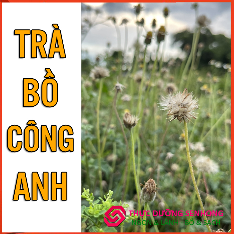 [HCM]Trà bồ công anh (100gr) - Thực dưỡng Sen Hồng