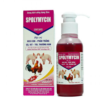 Đặc trị tiêu chảy phân trắng heo con, gà, vịt toi SPOLYMYCIN dùng trong thú y