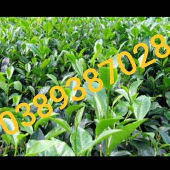 lá chè xanh,tươi,sạch trồng hàng rào,1kg