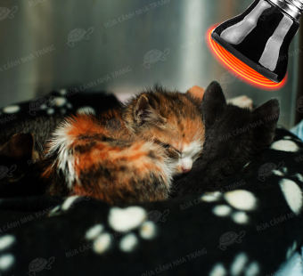 Đèn sưởi ban đêm cho thú cưng, chó, mèo, thỏ, chim v.v...