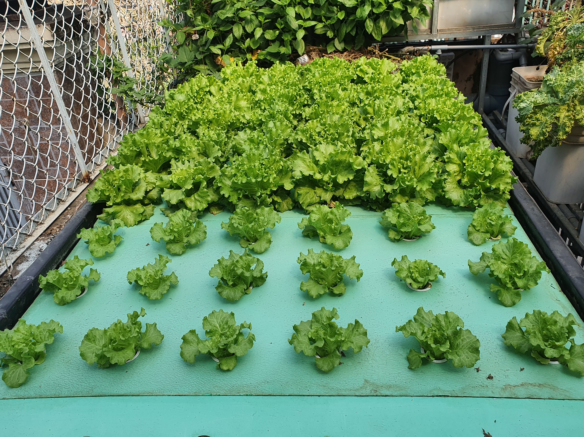 Xốp xps trồng rau thủy canh aquaponics tại nhà, dài 1200 mm, rộng 600 mm, dày 50 mm
