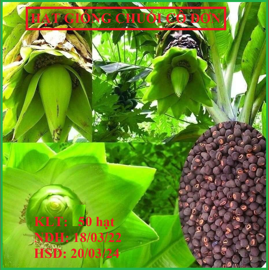 Hạt giống cây chuối cô đơn chuối cô đơn) - gói 50 hạt