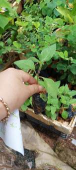 Vườn có hạt giống nhân trần đóng gói sẵn