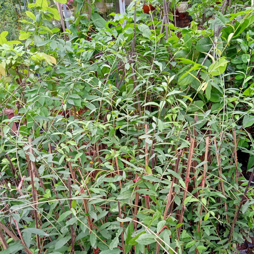 Cúc tần Ấn Độ che phủ ban công cực đẹp - Tặng kèm quà đặc biệt