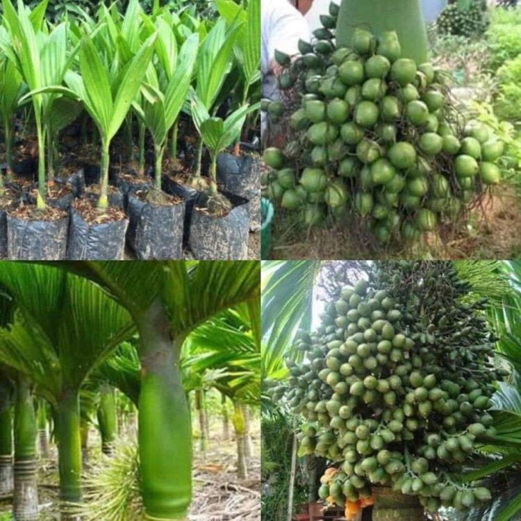 Cây cau lùn giống
