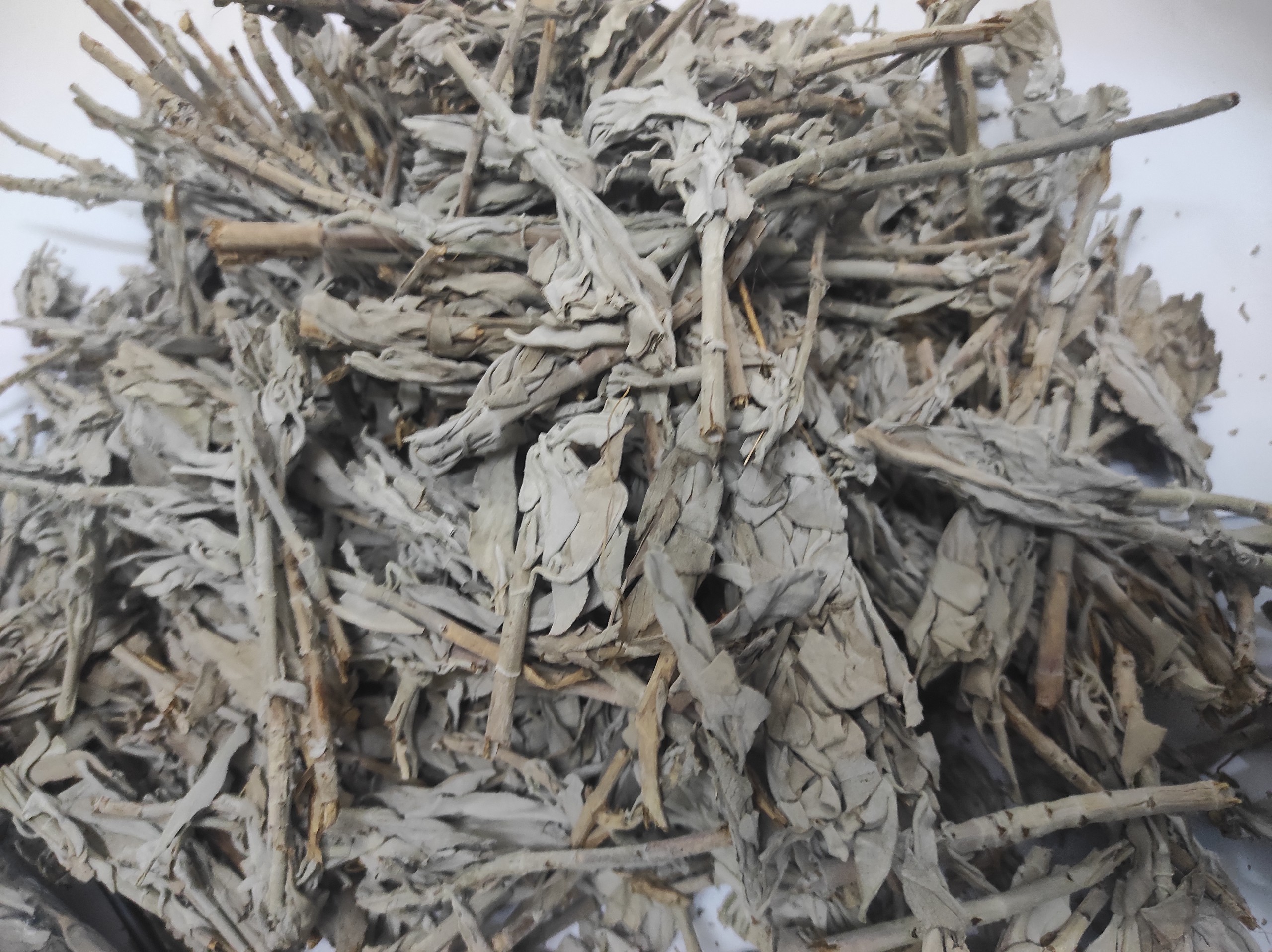 White Sage - Lá xô thơm trắng nguyên cành, lá