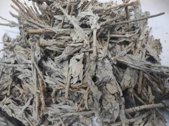 White Sage - Lá xô thơm trắng nguyên cành, lá