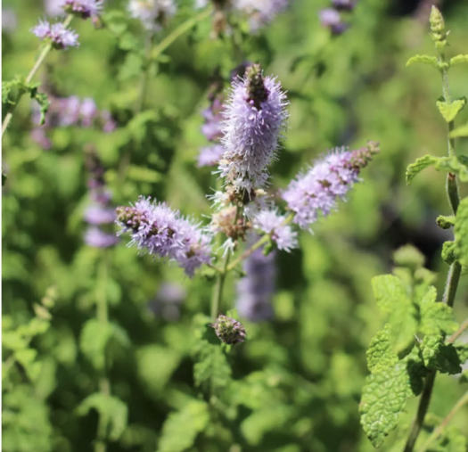 2 LÍT = 4 CHAI 500ml Mật Ong Bạc Hà Đồng Văn - Hà Giang, 100% Nguyên Chất