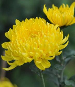 Bông Cúc - 1 Bó - Hàng Để Cúng