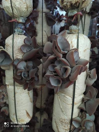 Phôi giống nấm mèo (nấm mộc nhĩ) - (01 kiện 05 bịch nấm)