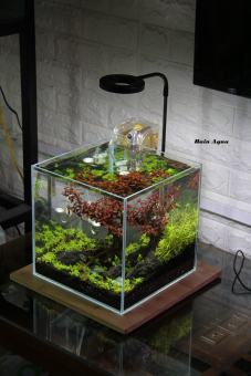 Đèn led rọi đế gỗ cho bể cá thủy sinh, bán cạn terarium