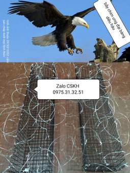 bẫy đại bàng diều hâu chim ưng săn mồi nhà yến