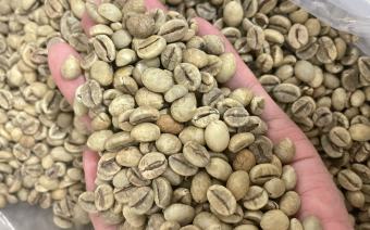 ZeMor Coffee_Cafe nhân xanh Robusta S18 Wet Polished_1kg_Vùng trồng Bảo Lộc Lâm Đồng