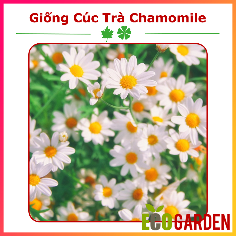 Hạt Giống Hoa Cúc Trà Chamomile xuất xứ Italy